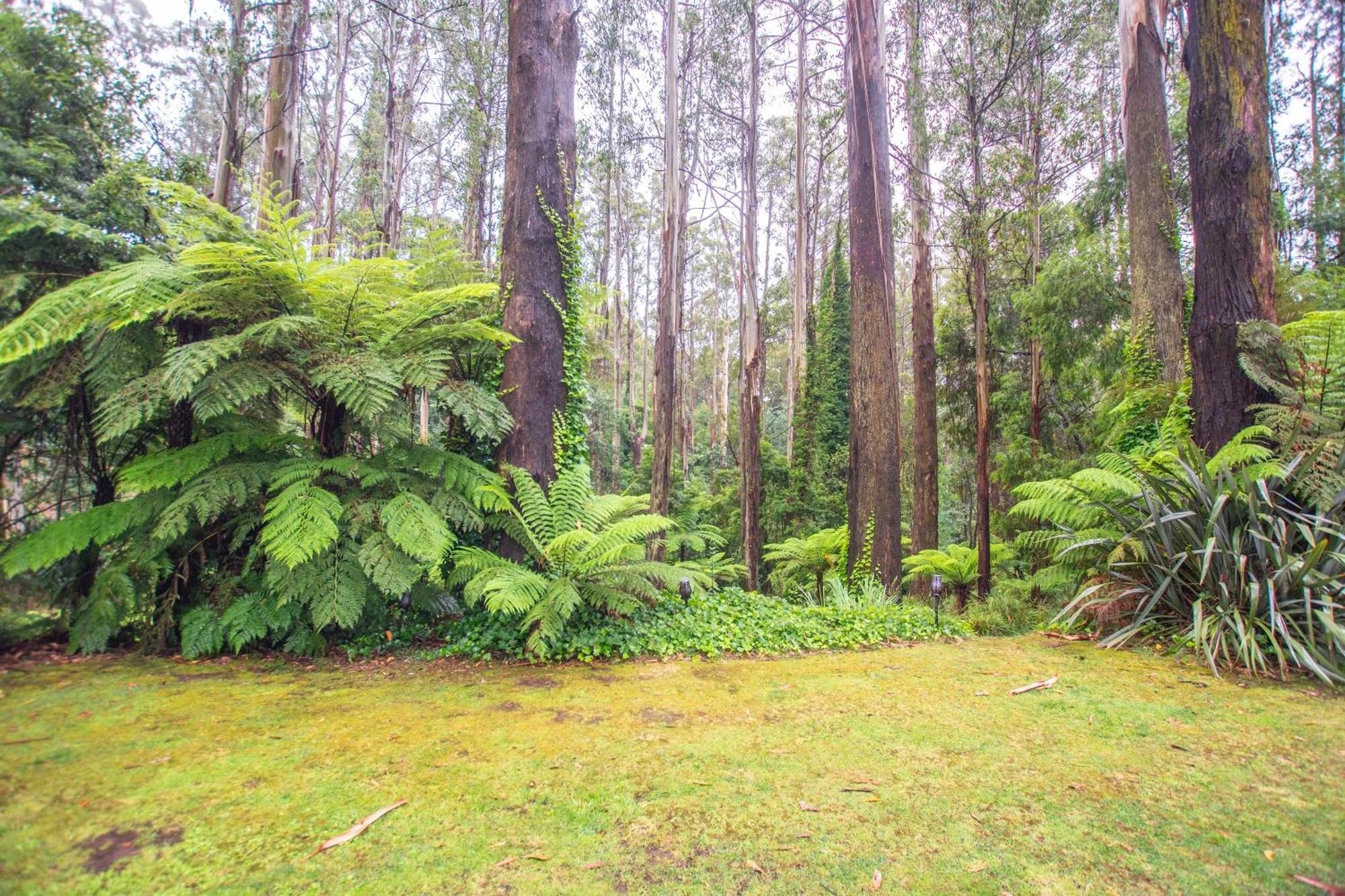 ماونت داندينونج The Fernglen Forest Retreat المظهر الخارجي الصورة