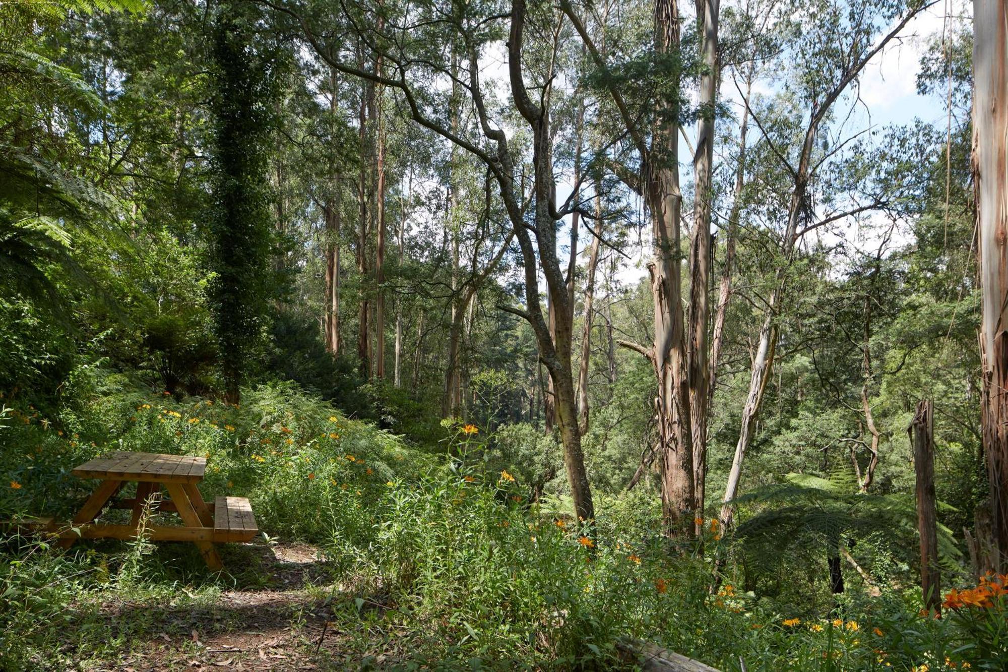 ماونت داندينونج The Fernglen Forest Retreat المظهر الخارجي الصورة
