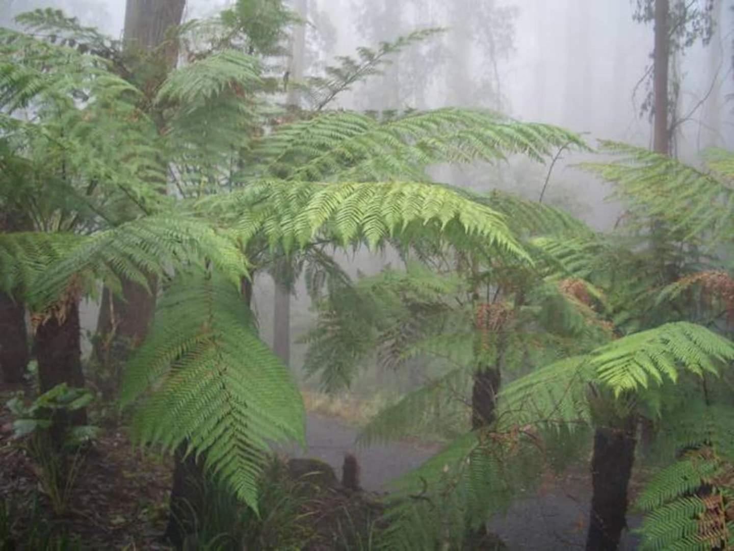 ماونت داندينونج The Fernglen Forest Retreat المظهر الخارجي الصورة
