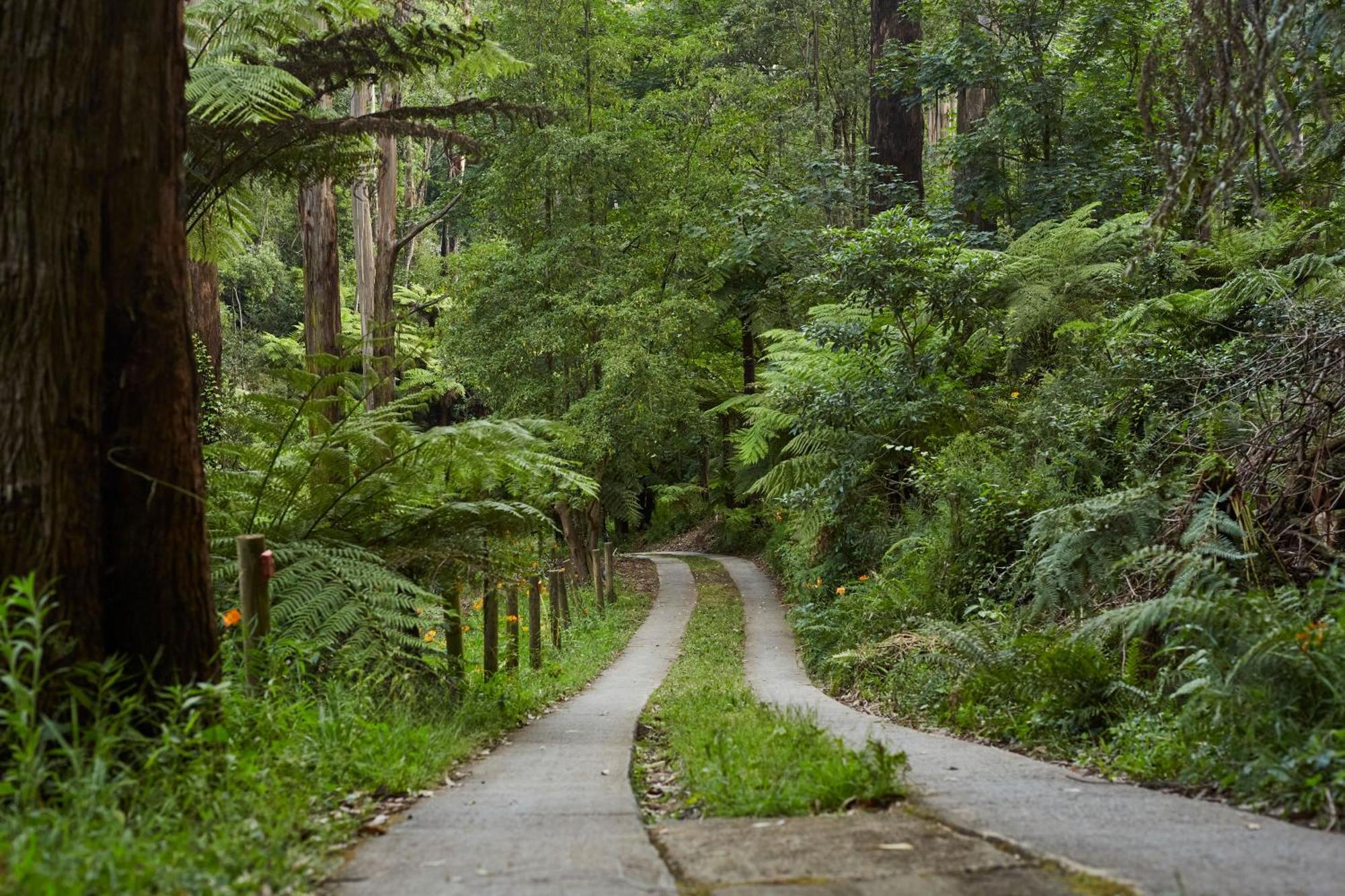 ماونت داندينونج The Fernglen Forest Retreat المظهر الخارجي الصورة