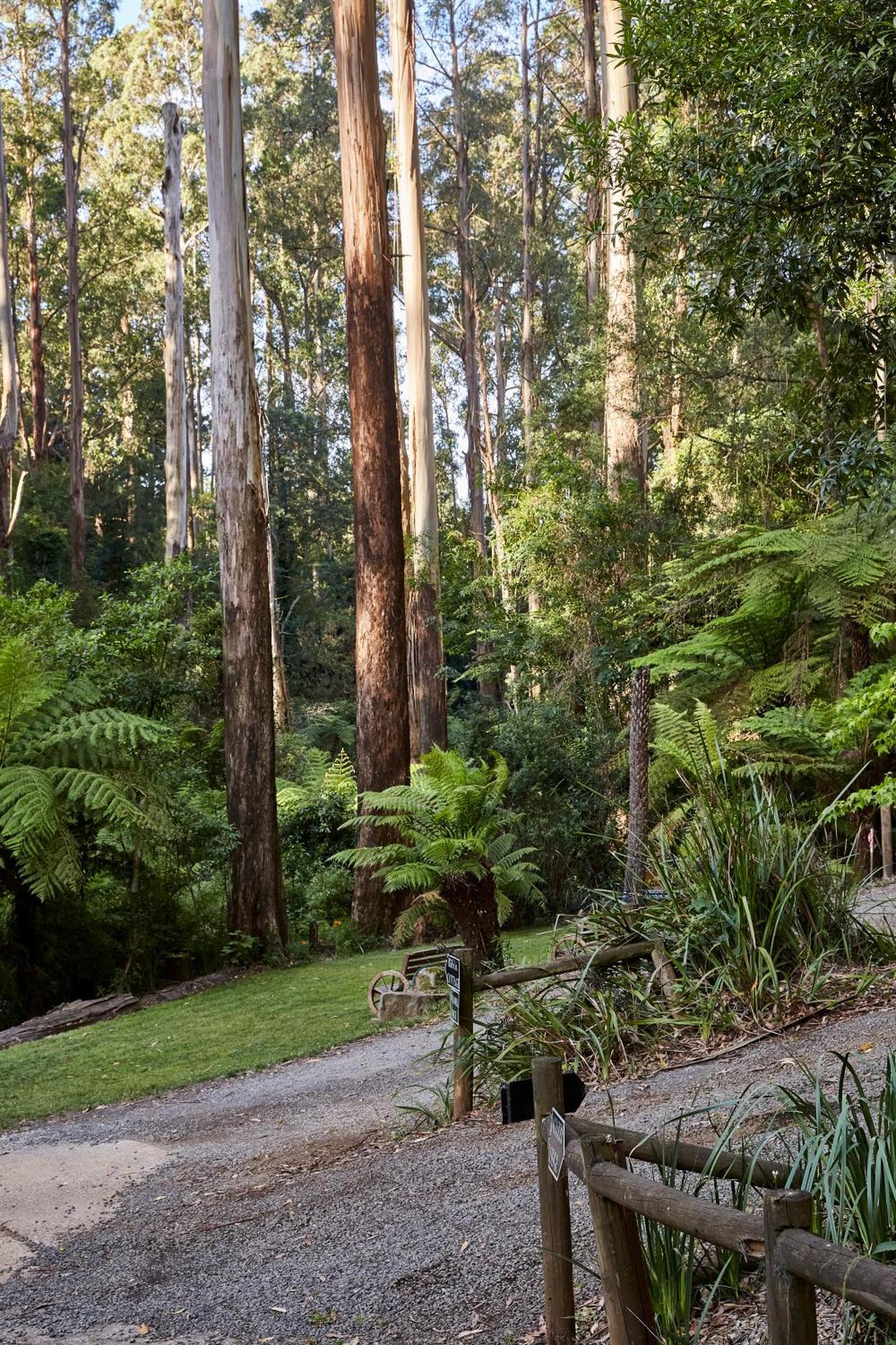 ماونت داندينونج The Fernglen Forest Retreat المظهر الخارجي الصورة